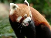 Kis panda, vörös panda (Ailurus fulgens) fotók faj felfedezése területen, egy leírást egy vörös panda (panda) Kis panda, vörös panda (ailurus fulgens) fotók faj felfedezése területen, egy leírást a vörös panda,