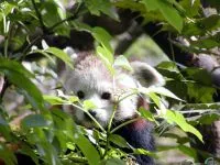Kis panda, vörös panda (Ailurus fulgens) fotók faj felfedezése területen, egy leírást egy vörös panda (panda) Kis panda, vörös panda (ailurus fulgens) fotók faj felfedezése területen, egy leírást a vörös panda,