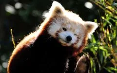 Sekély panda, vörös panda (ailurus fulgens) kép alakú nyílás található, a nyilvánosságra hozatal vörös panda, (kicsi) Kis panda, vörös panda (ailurus fulgens) fotók faj felfedezése területen, egy leírást a vörös panda,