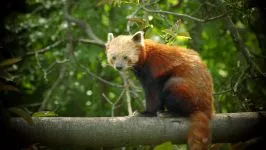 Kis panda, vörös panda (ailurus fulgens) fotók faj felfedezése területen, egy leírást a vörös panda, (ailurus) Kis panda, vörös panda (ailurus fulgens) fotók faj felfedezése területen, egy leírást a vörös panda,