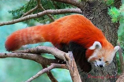 Kis vörös panda - kis állat a kipusztulás fenyegeti (vörös panda) Kis vörös panda - kis állat a kipusztulás fenyegeti