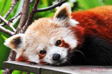 Kis vörös panda - kis állat a kipusztulás fenyegeti (veszély) Kis vörös panda - kis állat a kipusztulás fenyegeti