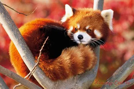 Kis vörös panda - kis állat a kipusztulás fenyegeti (panda) Kis vörös panda - kis állat a kipusztulás fenyegeti