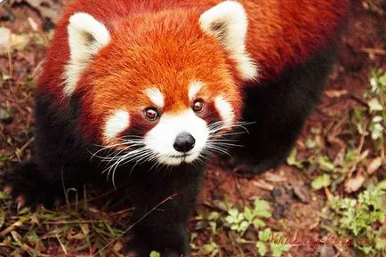Kis vörös panda - kis állat a kipusztulás fenyegeti (vörös panda) Kis vörös panda - kis állat a kipusztulás fenyegeti