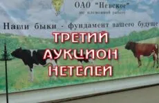 borjú hizlalás borjú hizlalás