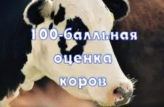 borjú hizlalás borjú hizlalás