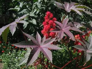 Hogyan növekszik ricinus Hogyan növekszik ricinus