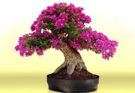 Bonsai, amit Bonsai, amit