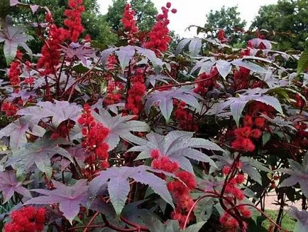 Hogyan növekszik ricinus Hogyan növekszik ricinus