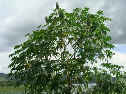 Hogyan növekszik ricinus Hogyan növekszik ricinus