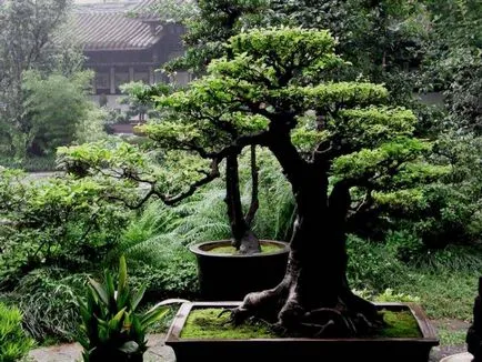 Bonsai, amit Bonsai, amit