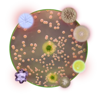 Kenőcs for mycosis, gyógyszerek kezelésére tinea (kenőcs) Kenőcs származó mycosis, gyógyszerek kezelésére tinea