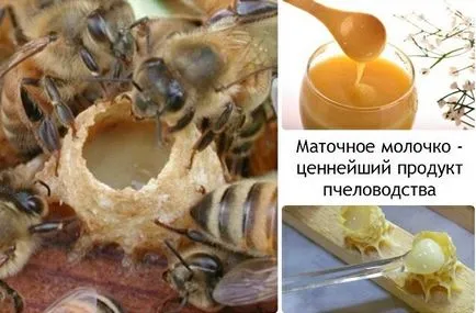 Méhpempő gyógyszer tulajdonságait, hogy hogyan lehet használni a nők (egészségügyi) Méhpempő gyógyszer tulajdonságait, hogy hogyan lehet használni a nők