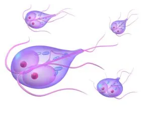 Metronidazol, melyek kijelölik (alkalmazás) pobochnyedeystviya tabletta ár (mi) Metronidazol, melyek kijelölik (alkalmazás) pobochnyedeystviya tabletta ára