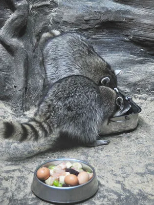 Mi felfedi titkait egészségügyi nappal az akváriumban! (Vezetője a biológiai élet) Mi felfedi titkait egészségügyi nappal az akváriumban!