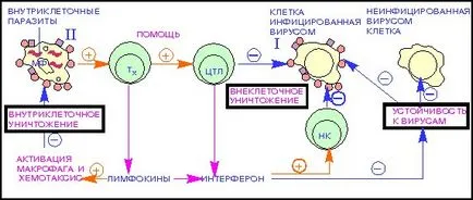 Immunitás mechanizmusa 1