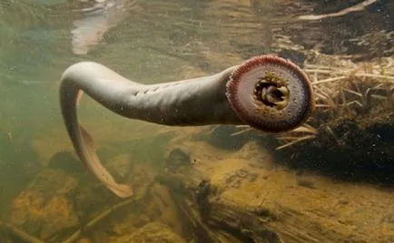 Lamprey folyó veszélyes az emberi mítosz vagy valóság?