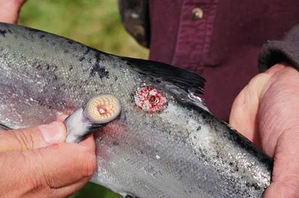 Lamprey, állat enciklopédia