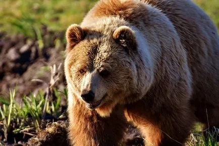 Bear Claw - védő hím gyám
