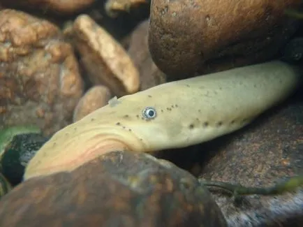 Lamprey folyó veszélyes az emberi mítosz vagy valóság?