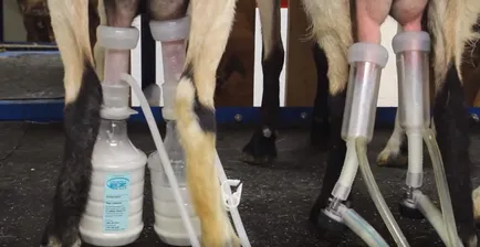Dairy kecske fajta jellemzője a tartalom és használata a fejőgép