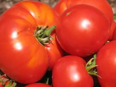 A Can egy szoptató anya paradicsom és uborka (Power szoptatós anyák) A Can egy szoptató anya paradicsom és uborka