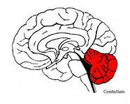 Cerebellum, annak szerkezete és funkciói (szerkezete) Cerebellum, annak szerkezetét és funkcióját