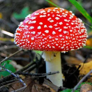 Amanita muscaria gyógyászati ​​és veszélyes tulajdonságait, az élelmiszer és az egészség