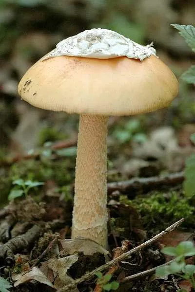 Amanita leírás, típusú és képek (légyölő galóca Leírás piros légyölő galóca gomba fotó és leírás) Amanita leírás, típusú és képek