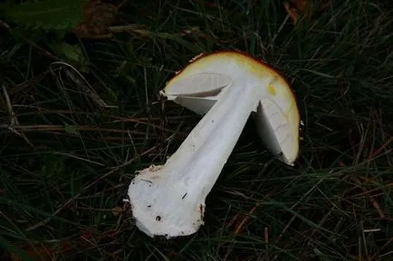 Amanita leírás, típusú és képek (légyölő galóca) Amanita leírás, típusú és képek