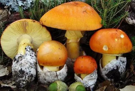 Amanita leírás, típusú és fénykép (ek) Amanita leírás, típusú és képek