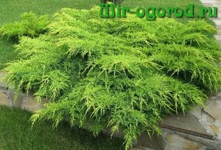 Juniper termesztés és gondozás