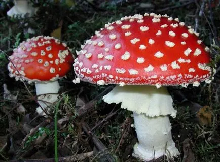 Amanita - leírás, típusok, tulajdonságok, alkalmazások, fotók