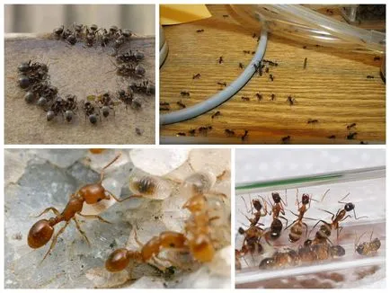 Hangyák otthon, hogyan lehet kijutni a házból örökre (hangyák) Hangyák otthon, hogyan lehet kijutni a házból örökre