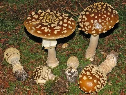 Amanita - leírás, típusok, tulajdonságok, alkalmazások, fotók
