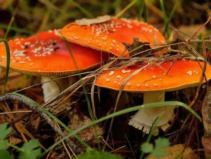 Amanita - leírás, típusok, tulajdonságok, alkalmazások, fotók