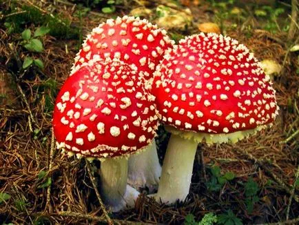 Amanita - leírás, típusok, tulajdonságok, alkalmazások, fotók