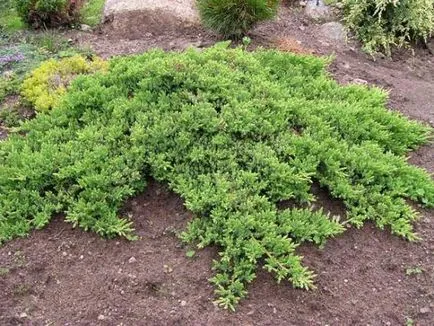 Juniper és fajtája, ahol meg lehet találni, és ez egyre milyen körülmények (nek) Juniper és fajtája, ahol meg lehet találni, és a feltételeket, amelyek növekszik