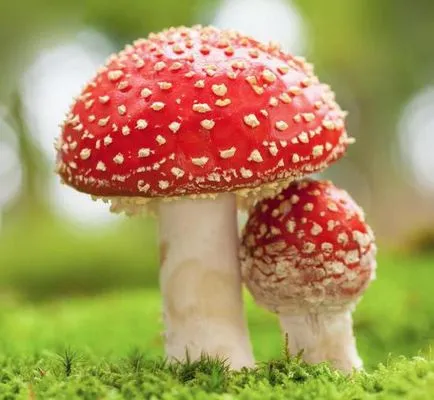Amanita leírás, típusú és fotó (leírás) Amanita leírás, típusú és képek