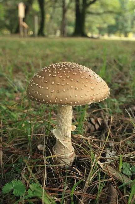 Amanita leírás, típusú és fénykép (ek) Amanita leírás, típusú és képek