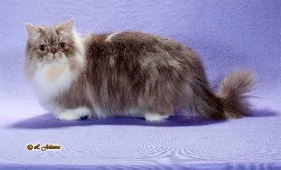 Napoleon képek Napoleon törpe macska fajta története kiválasztás Perzsa macska Munchkin megjelenés (fotó) Napoleon képek Napoleon törpe macskák, tenyésztési történelem fajta Perzsa macska Munchkin megjelenés