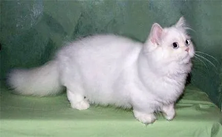 Napoleon képek Napoleon törpe macskák, tenyésztési történelem fajta Perzsa macska Munchkin külső (cat) Napoleon képek Napoleon törpe macskák, tenyésztési történelem fajta Perzsa macska Munchkin megjelenés