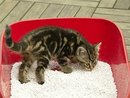 Macska alom néhány jobb értékelés (WC) Macska alom néhány jobb véleménye