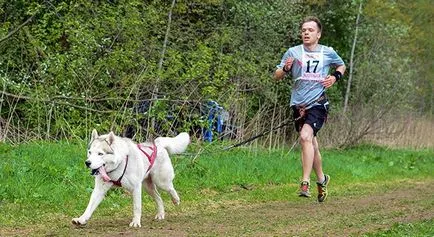 Nem lusta kutya, hogyan és miért fut a kutyával