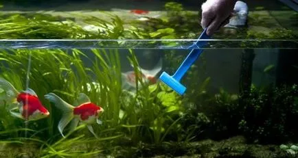 Filaria az akváriumban okai és hogyan kell harcolni (filaria) Filaria az akváriumban oka és hogyan kell kezelni