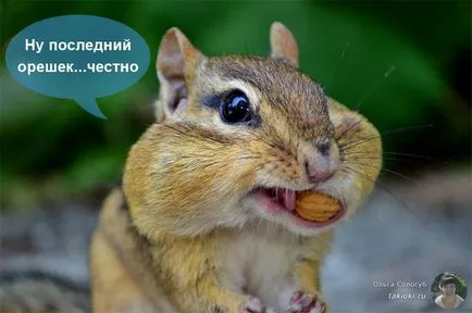 Kalória naponta fogyás vagy mennyit eszik, hogy lefogy