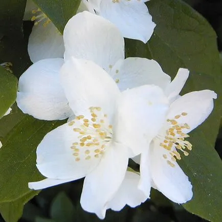 Neurodermatitis kezelés otthon
