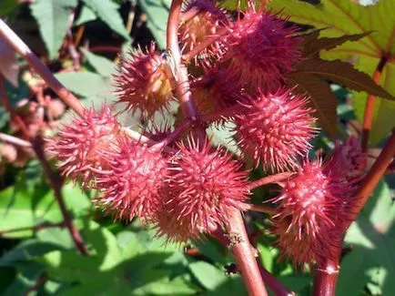 Hogyan növekszik ricinus