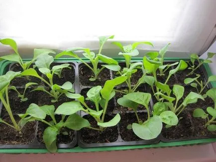 Mi a növény Petunia Mi a növény Petunia
