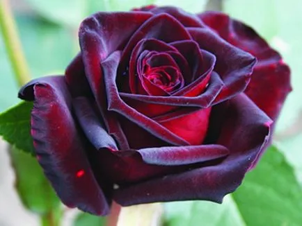 Roses minőségű fekete mágia Roses minőségű fekete mágia